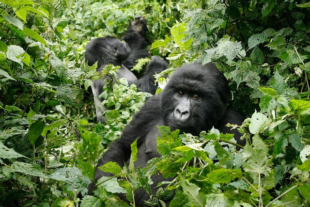 Precious Primates: The gorillas of Uganda are a major draw 