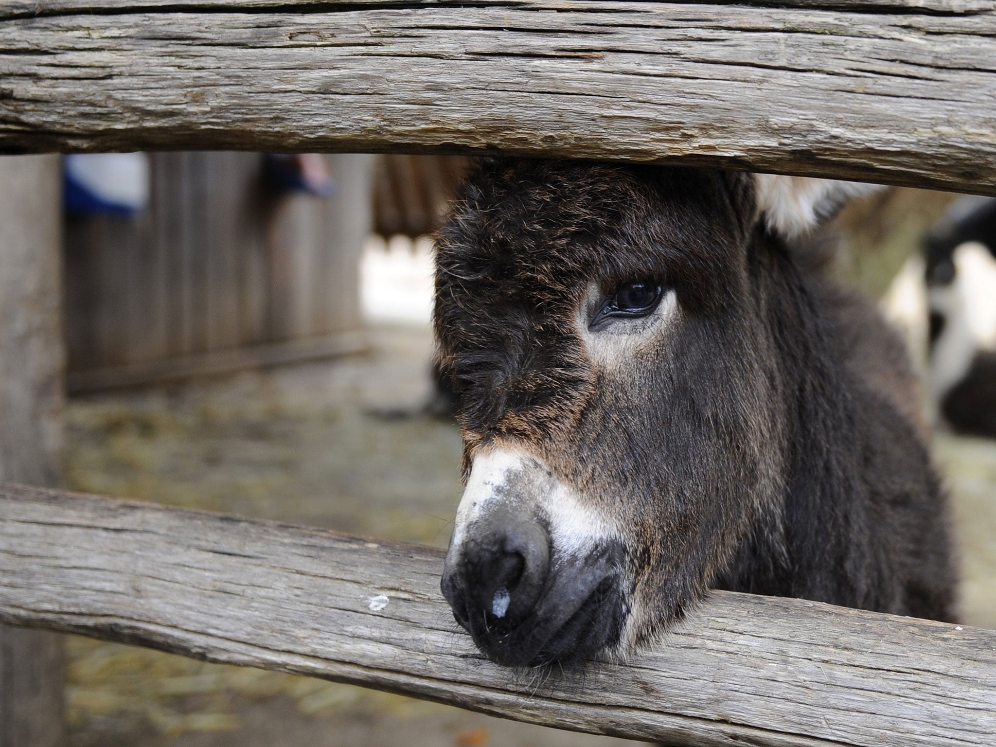 A donkey, similar to Noah who was rescued in Cambridgeshire