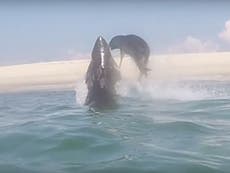 Video: Great white shark almost catches seal in mid-air