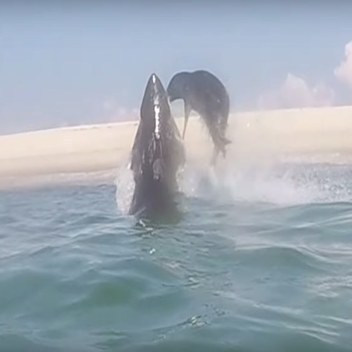 Shark Eating Seal