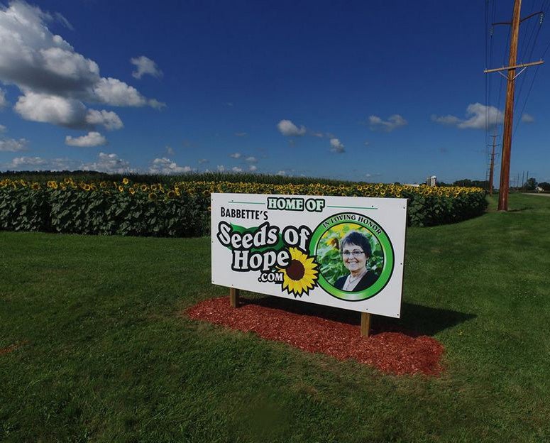 The flowers will now produce seeds which will be sold to raise money for other cancer patients