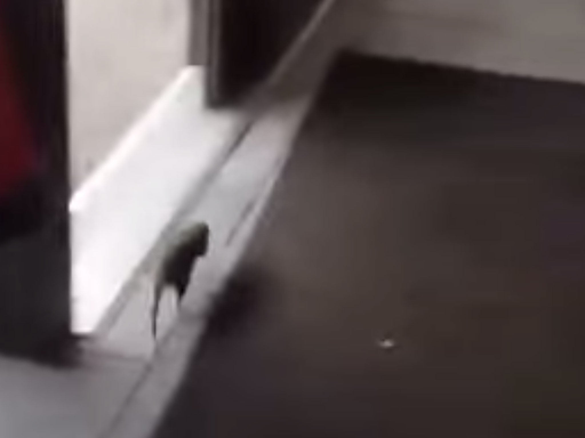 The rat sprinted across the McDonald's