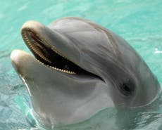 Dolphins capable of ‘highly developed spoken language’