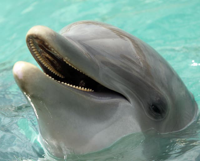 Researchers believe dolphins converse through pulses, clicks and whistles