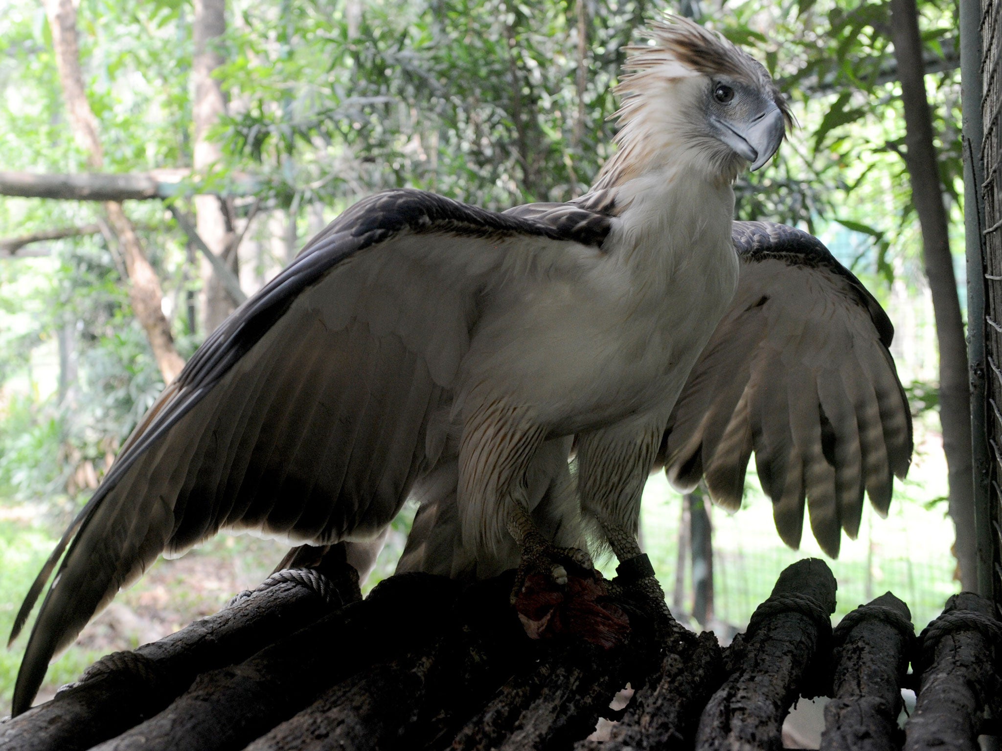 The Philippine Eagle is classed as "critically endangered"