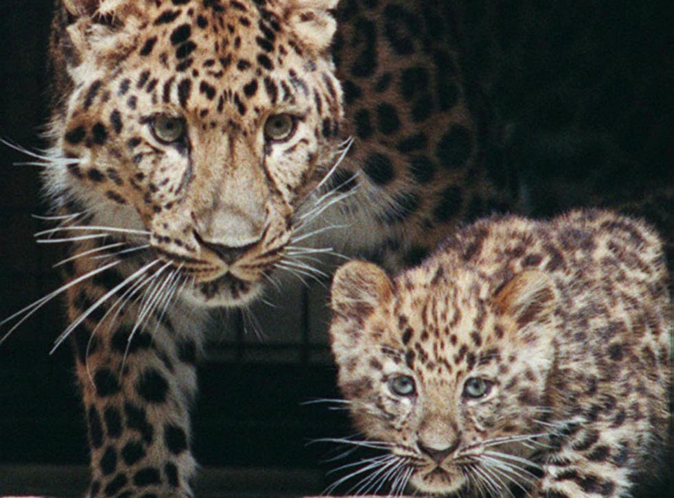 The Siberian leopard is considered critically endangered