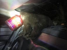 Bear cub rescued after getting head stuck in protein bottle