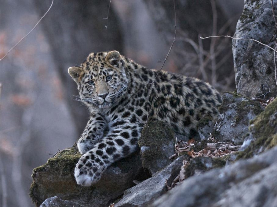 The Leopard National Park maintains camera traps covering about 3,000 Km2of territory(Land of The Leopard National Park)