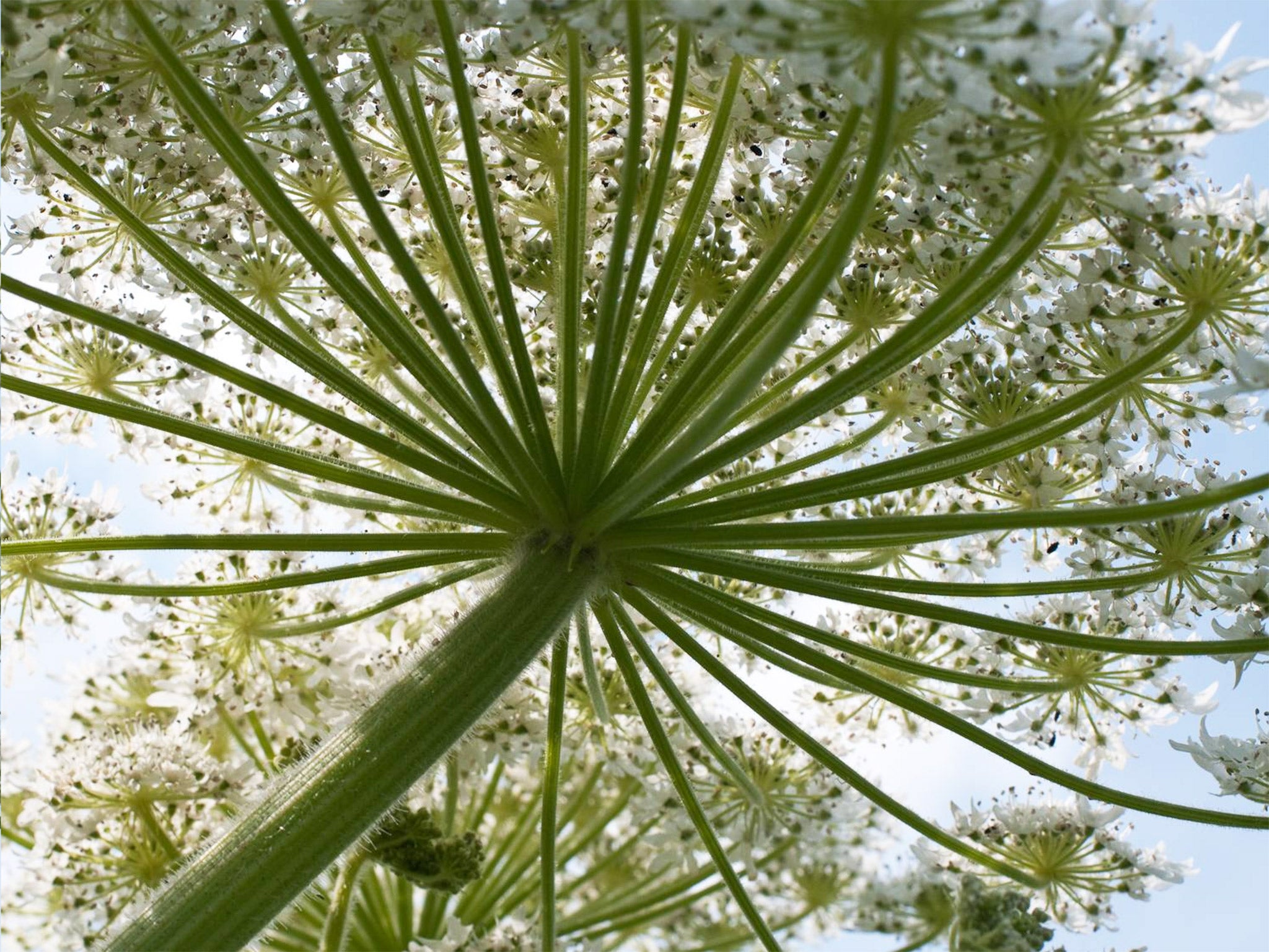This non-native giant hogweed, or cow parsnip, is one of the many species that has thrived in Britain
