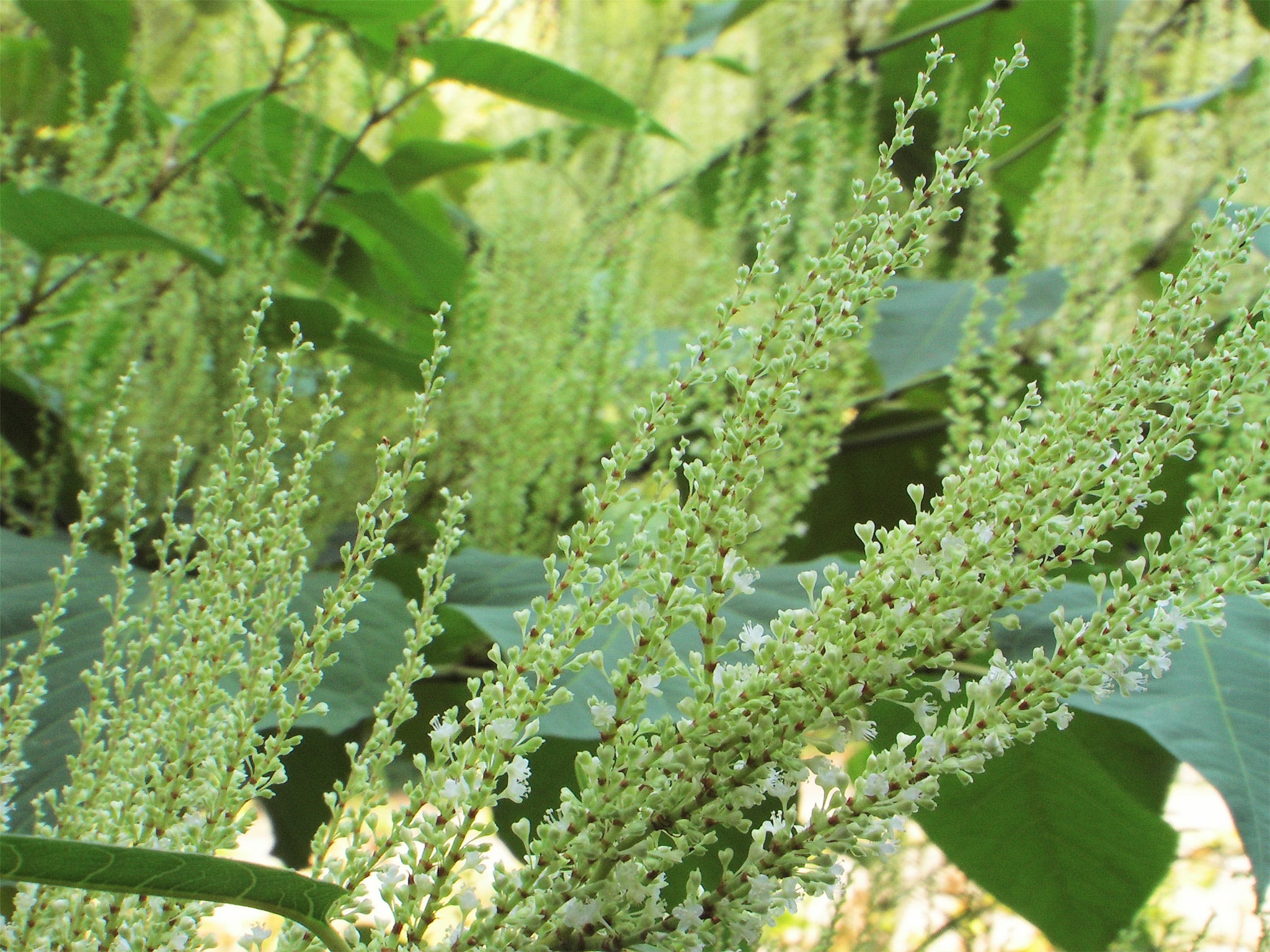 Japanese knotweed has invaded Britain