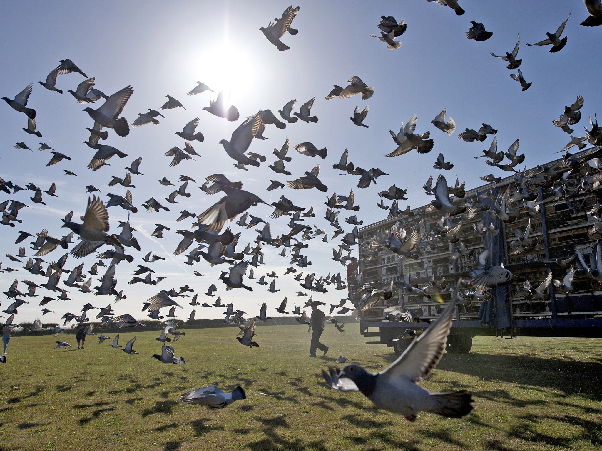Thousands of racing pigeons are released in Worksop, Nottinghamshire, last week