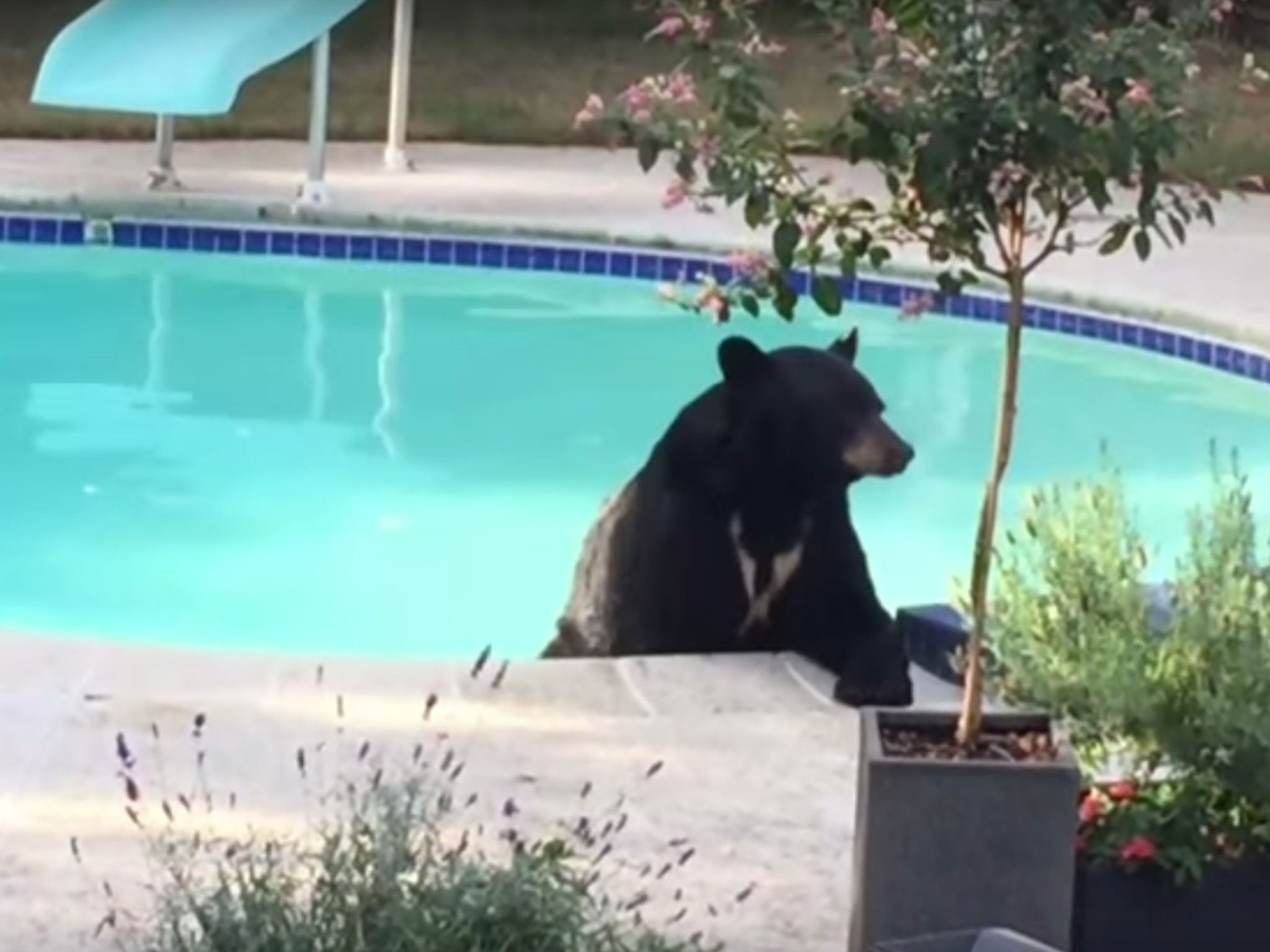 The bear was spotted having a relaxing dip in the pool of a Vancouver home