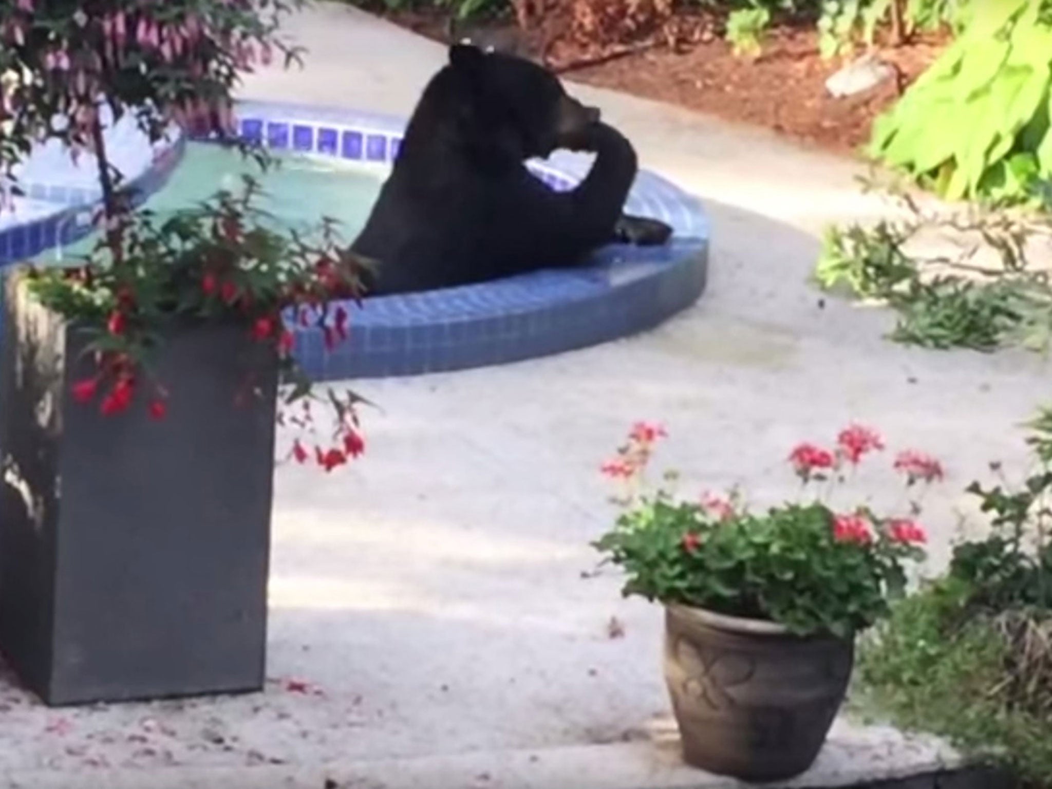 Black bear spotted relaxing in family's hot tub at Vancouver home | The ...