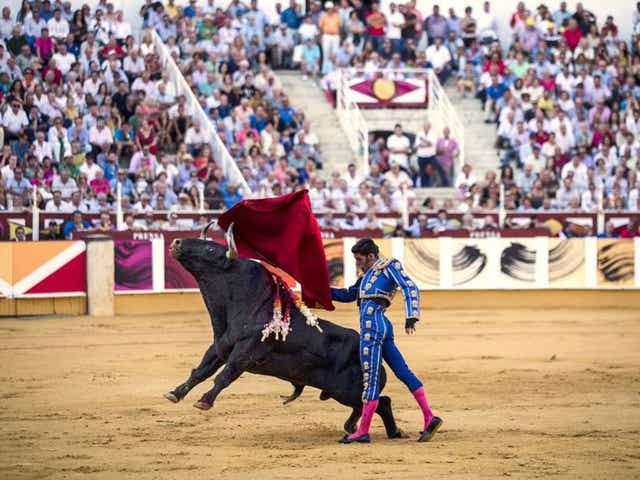 Alejandro Talavante fights with his first bull of the evening during the bullfighting at the Picasso's bullring on the fourth journey of the Malaga's Fair at La Malagueta