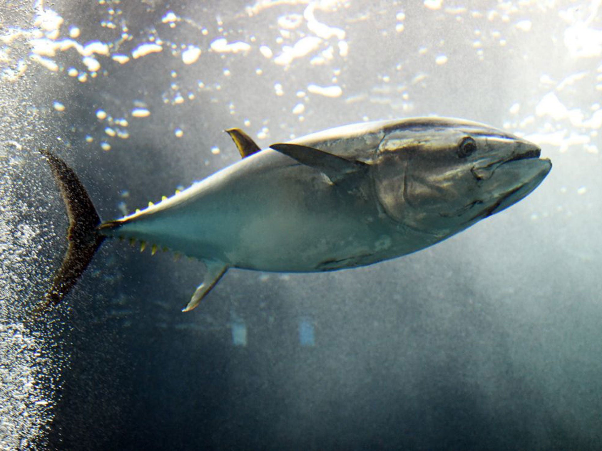 Sample of persistent organic pollutants were taken from yellowfin tuna