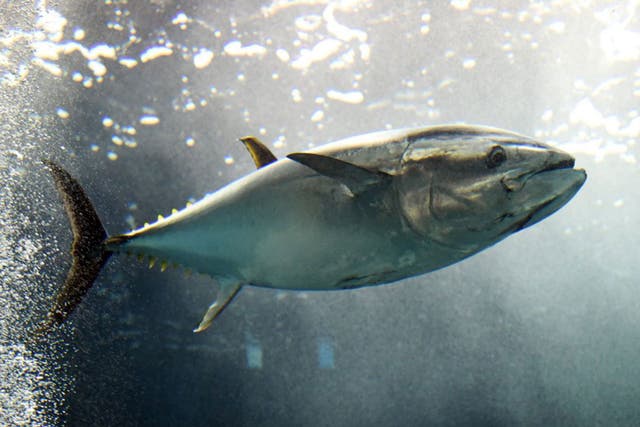 Yellowfin Tuna could be facing extinction after extensive human hunting