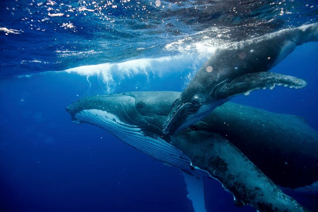 Into the blue: the elusive, vast blue whale and her calf.  The Big Blue team hope to capture this rare creature  on film, which would be a rarity indeed