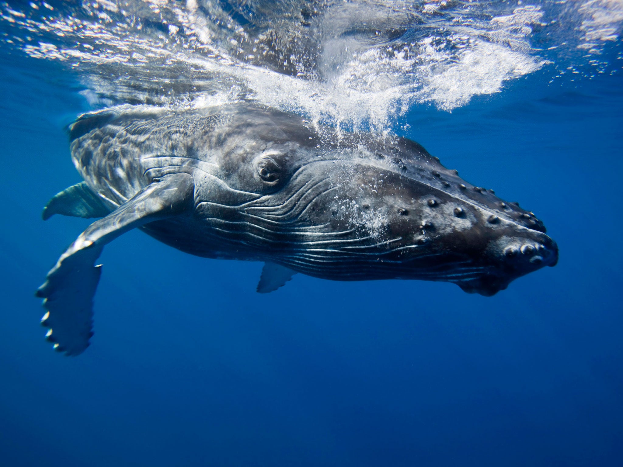 Humpback whale calves are born in the warm, safe waters off the coast of Mexico