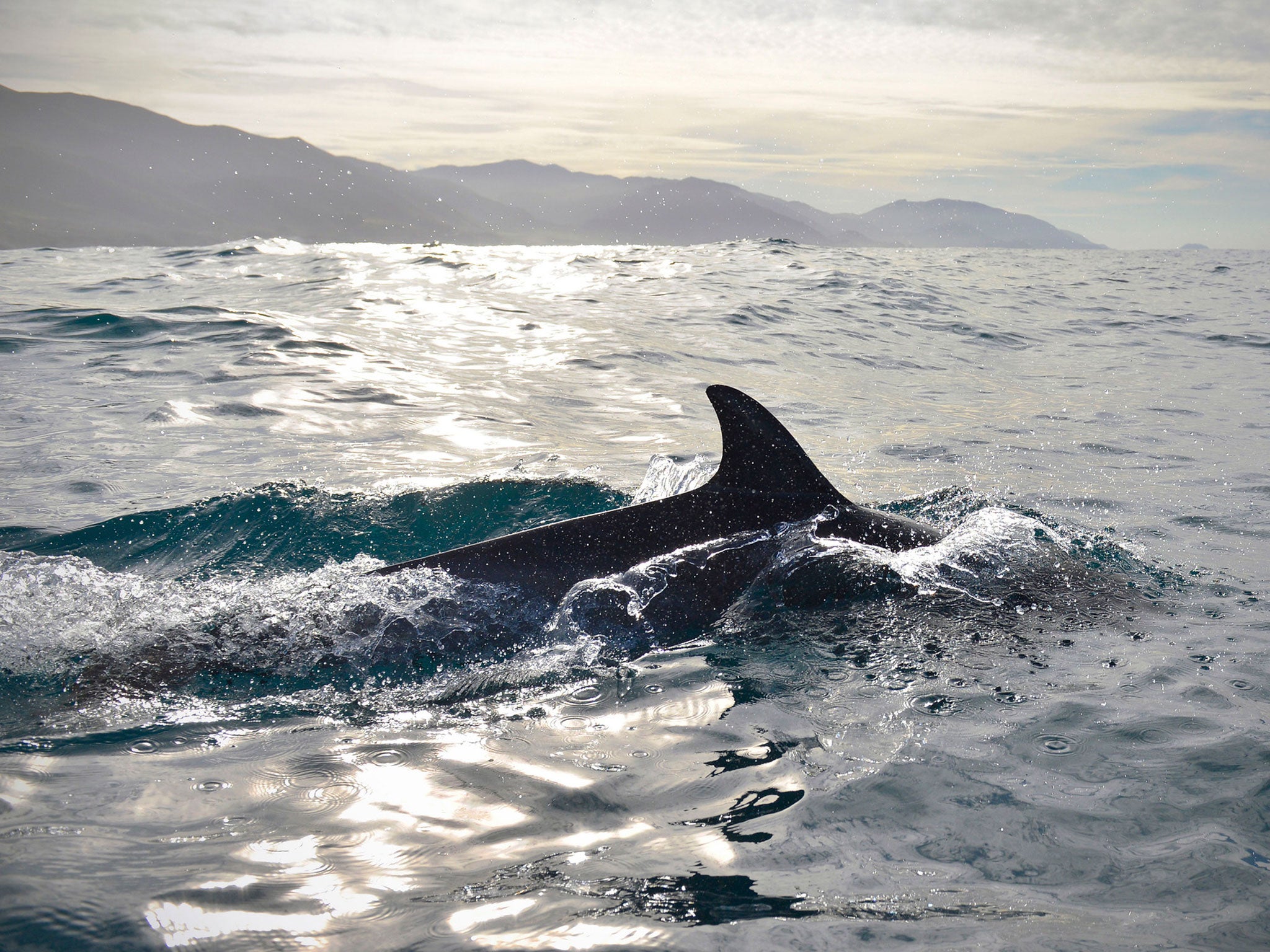Water world: The crew filmed dolphins in Monterey Bay