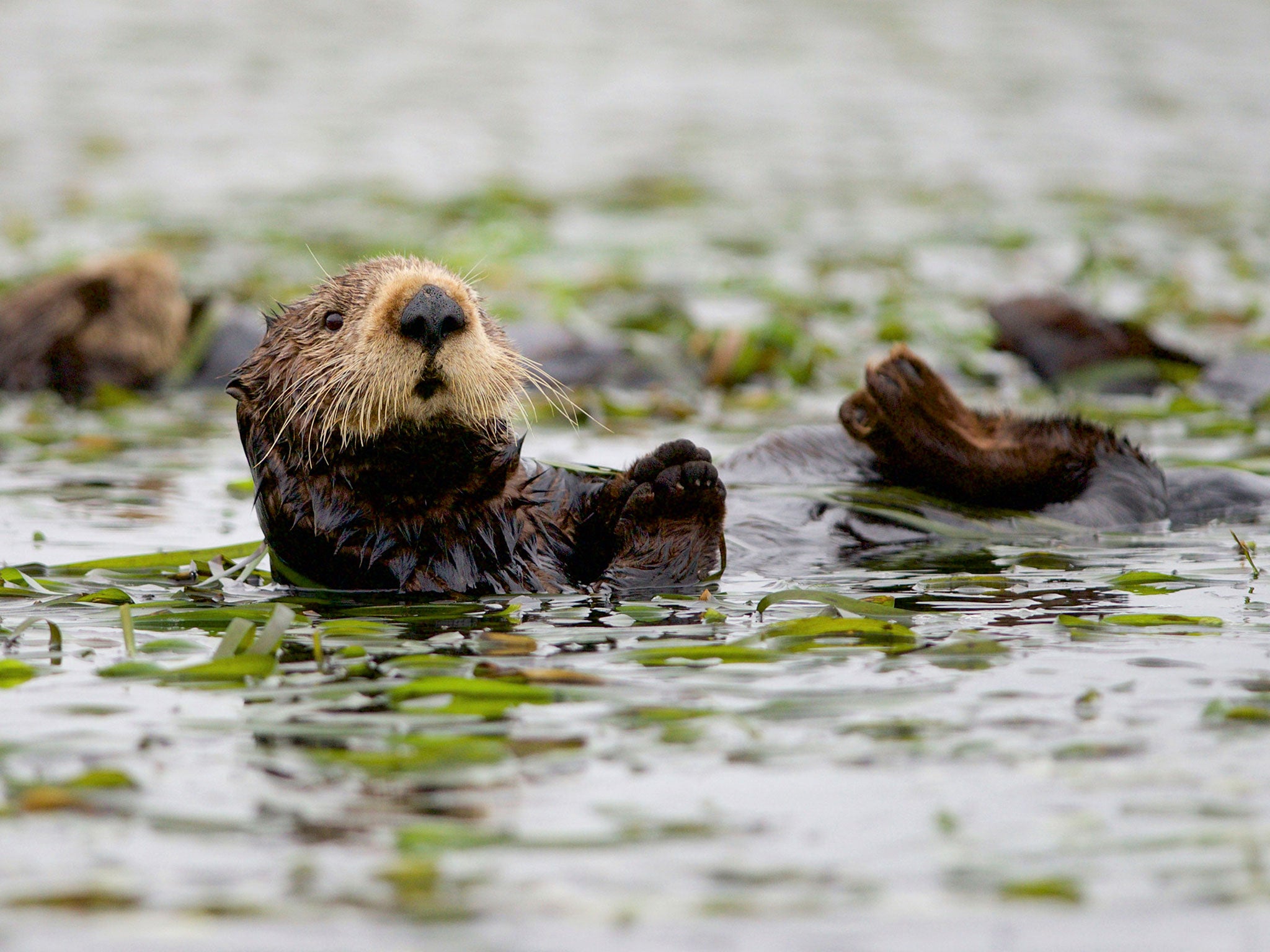 Sea otters and their pups are the animals most likely to provide stickleback-style drama