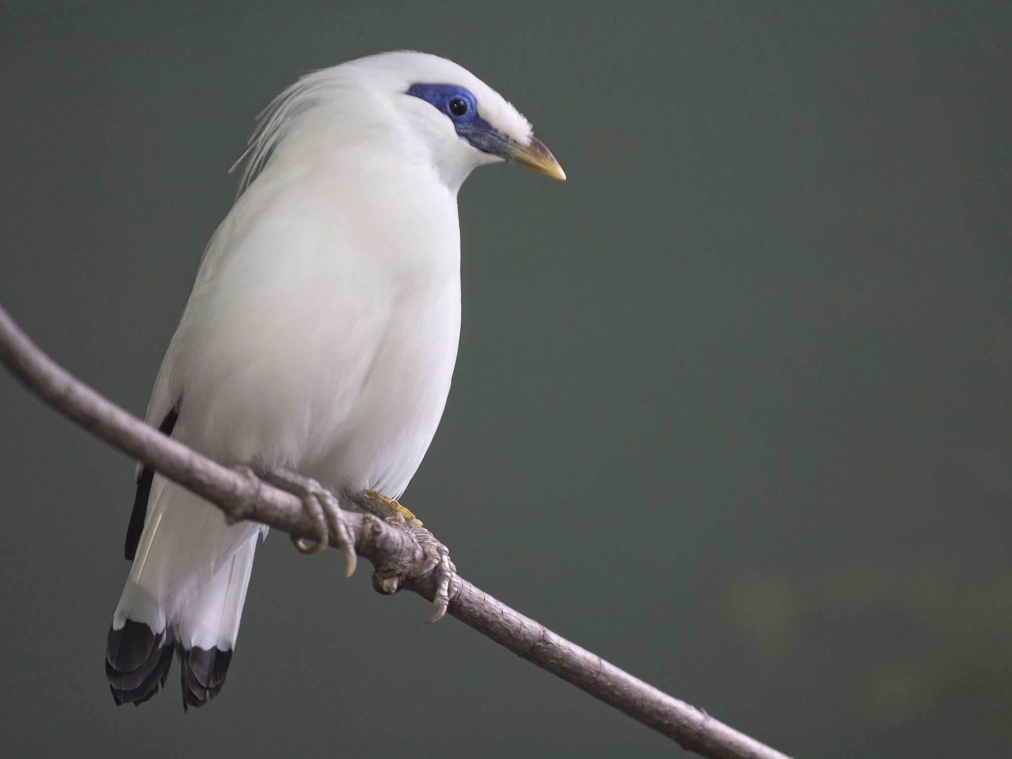 Bali Myna Bird (or Bali Starling)