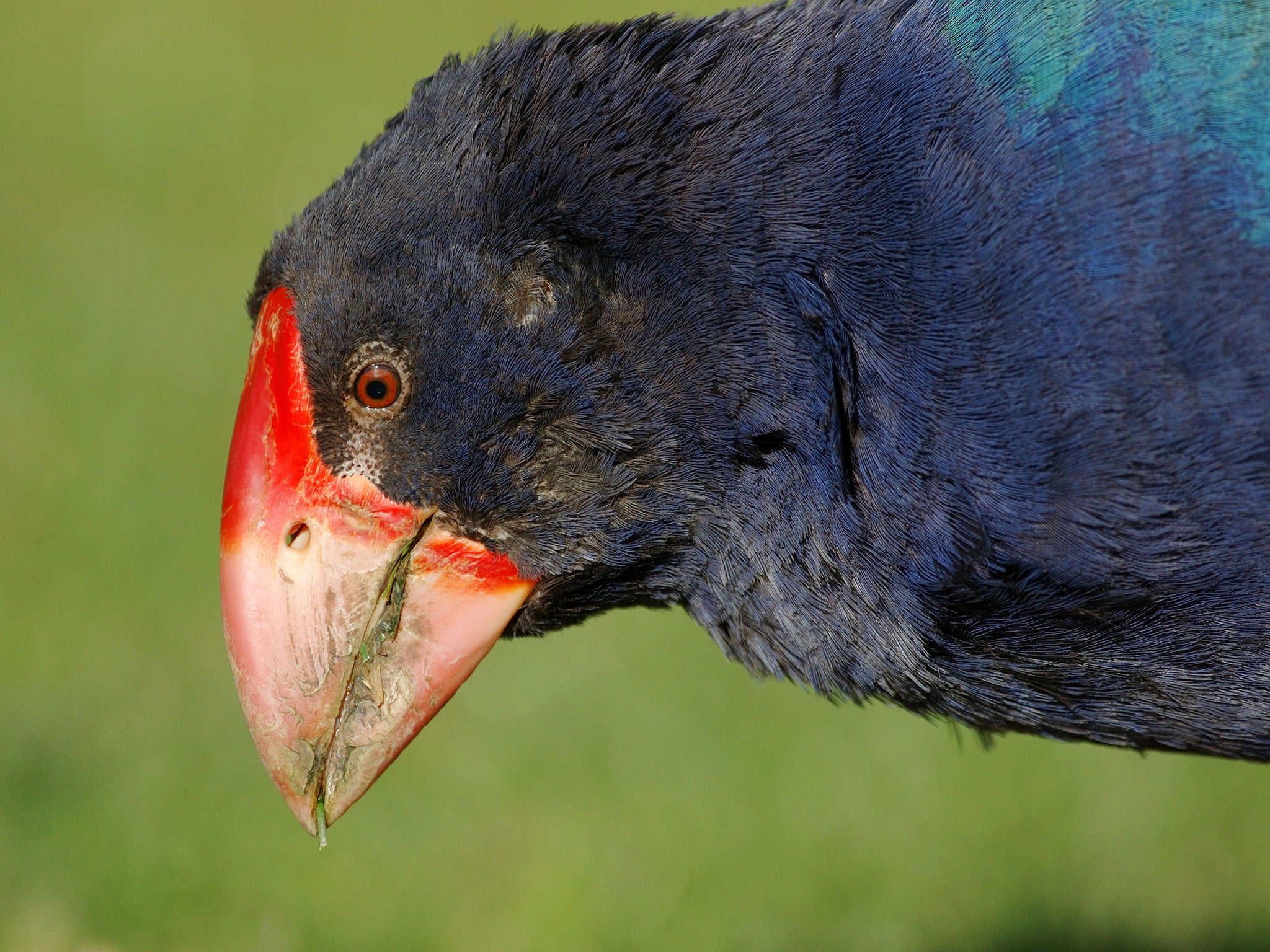 The bird has a distinctive red beak and petrol blue feathers