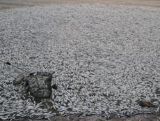 Thousands of dead fish wash up in river less than four miles from site