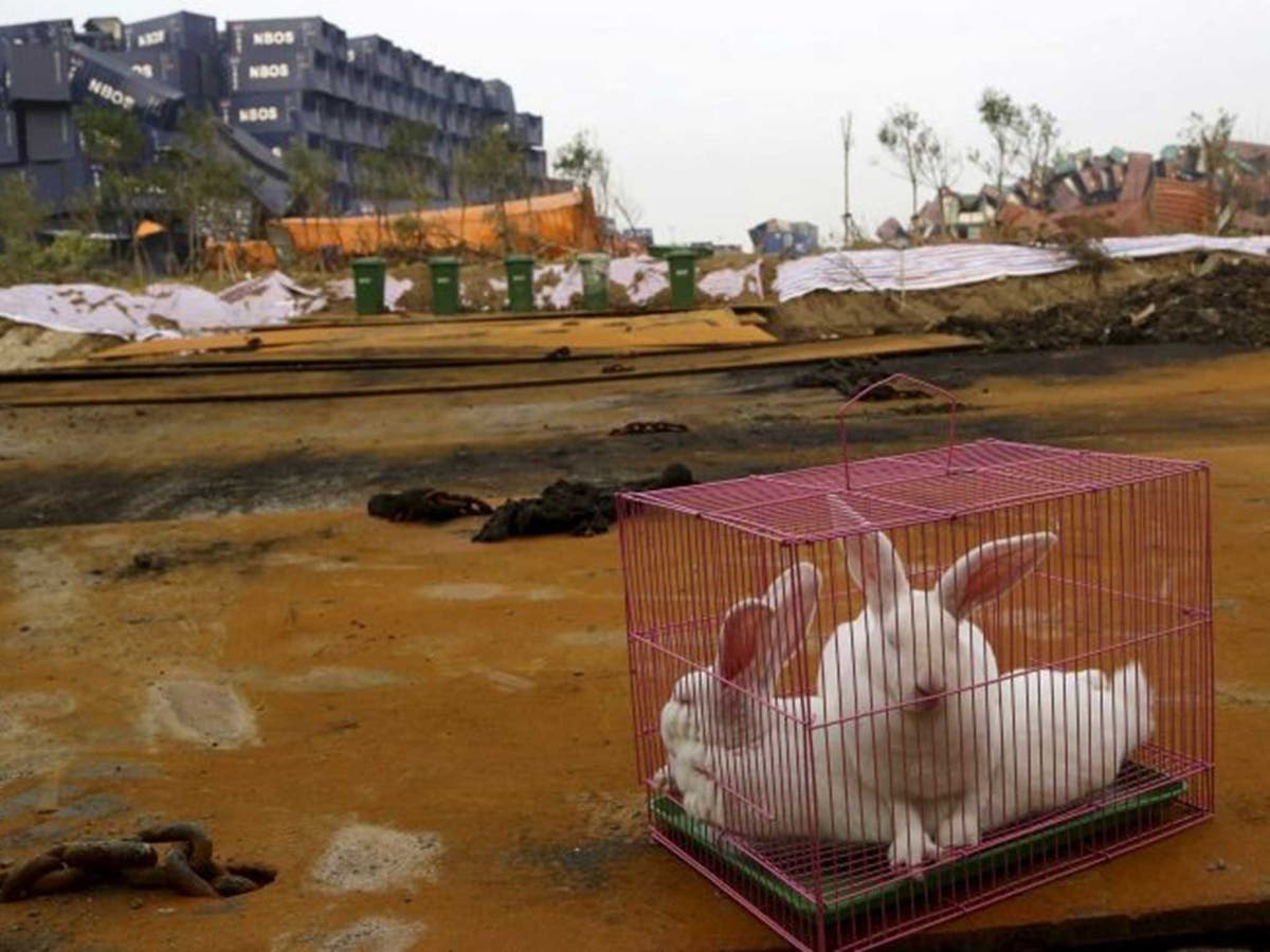 Tianjin chemical explosion Chinese authorities use caged rabbits to