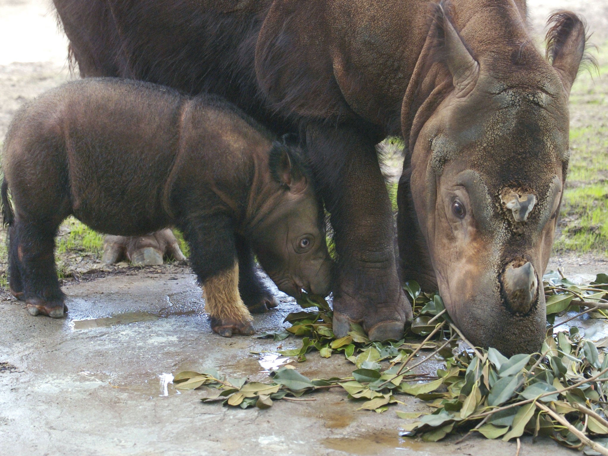 Sumatran rhinos have not been seen in the wild since 2007