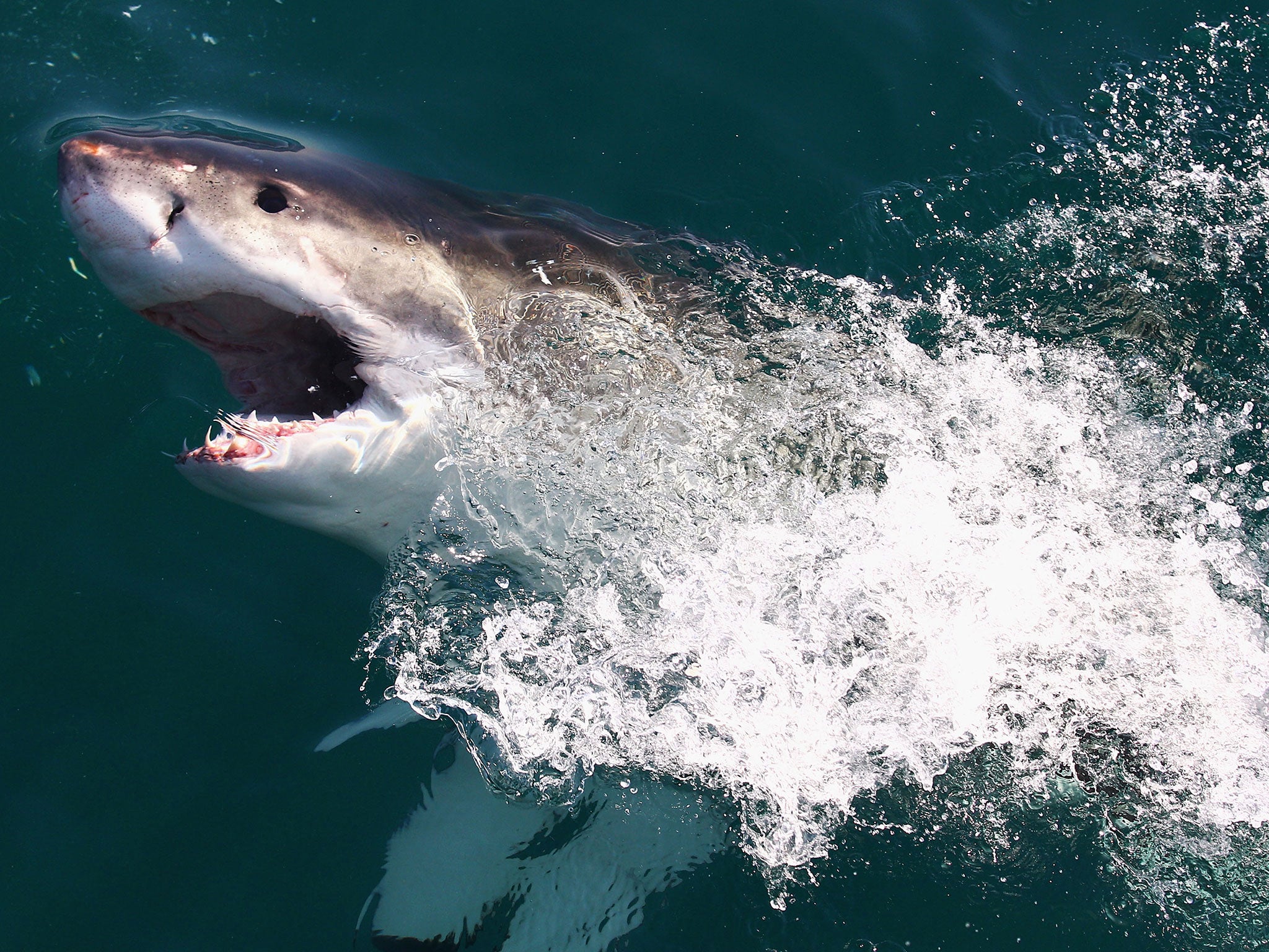 A Great White Shark swims in Shark Alley near Dyer Island