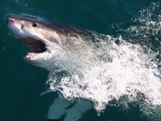Calls for a cull of great white sharks in Australia divides opinion