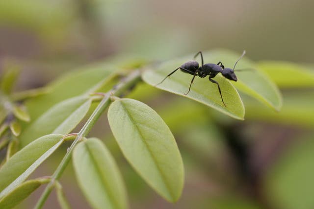 File image: Ants have been proven to 'self-medicate' when sick