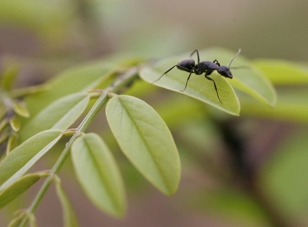 File image: Ants have been proven to 'self-medicate' when sick