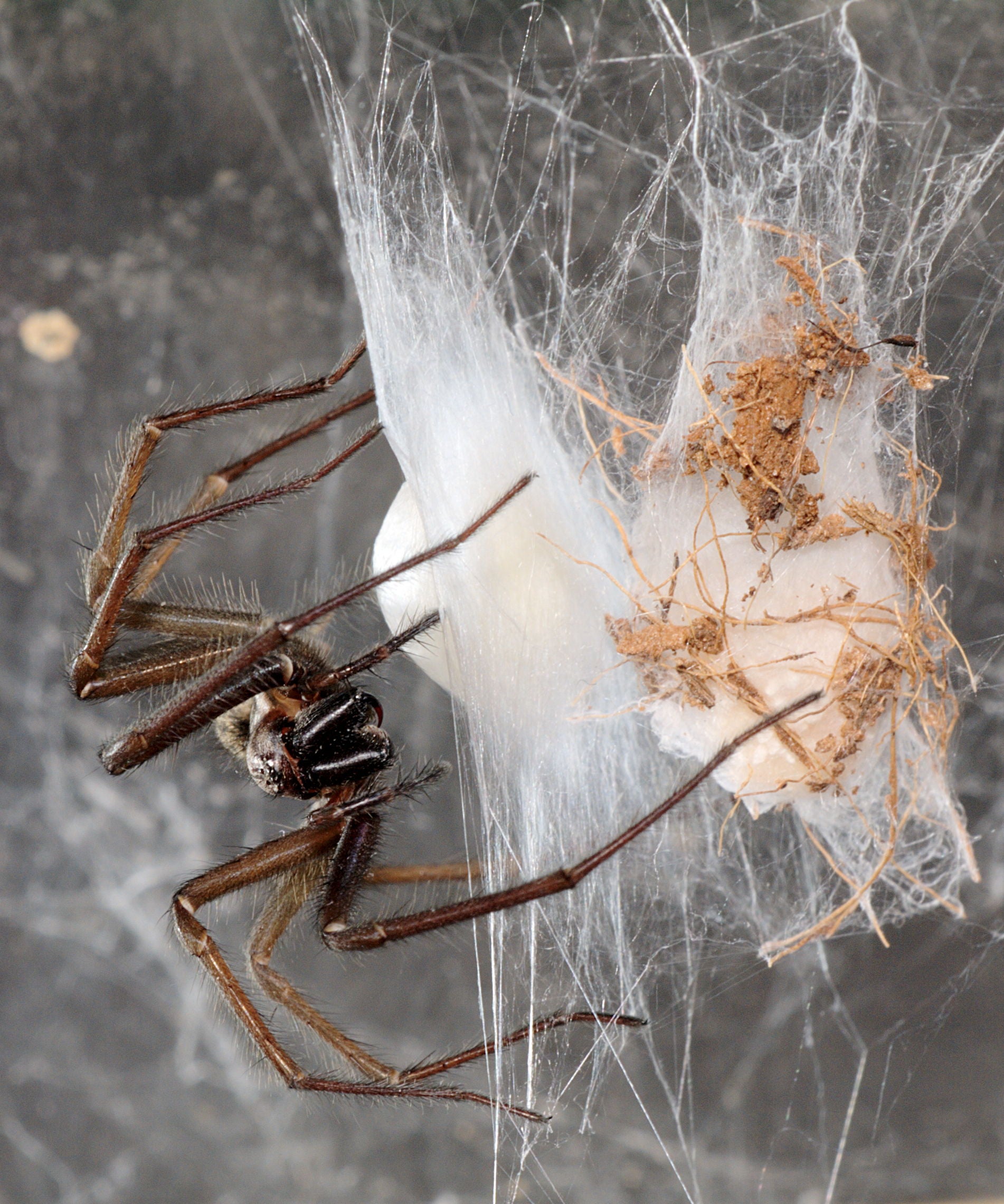 A giant house spider creating an egg sack