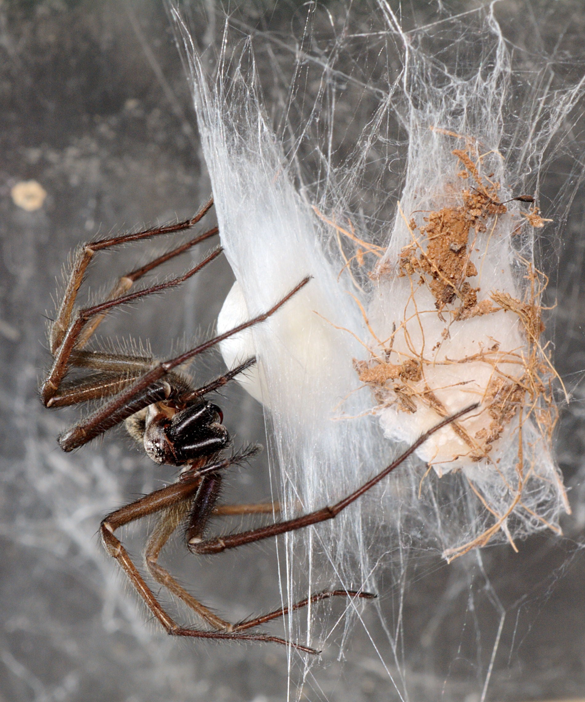 Housing Spiders