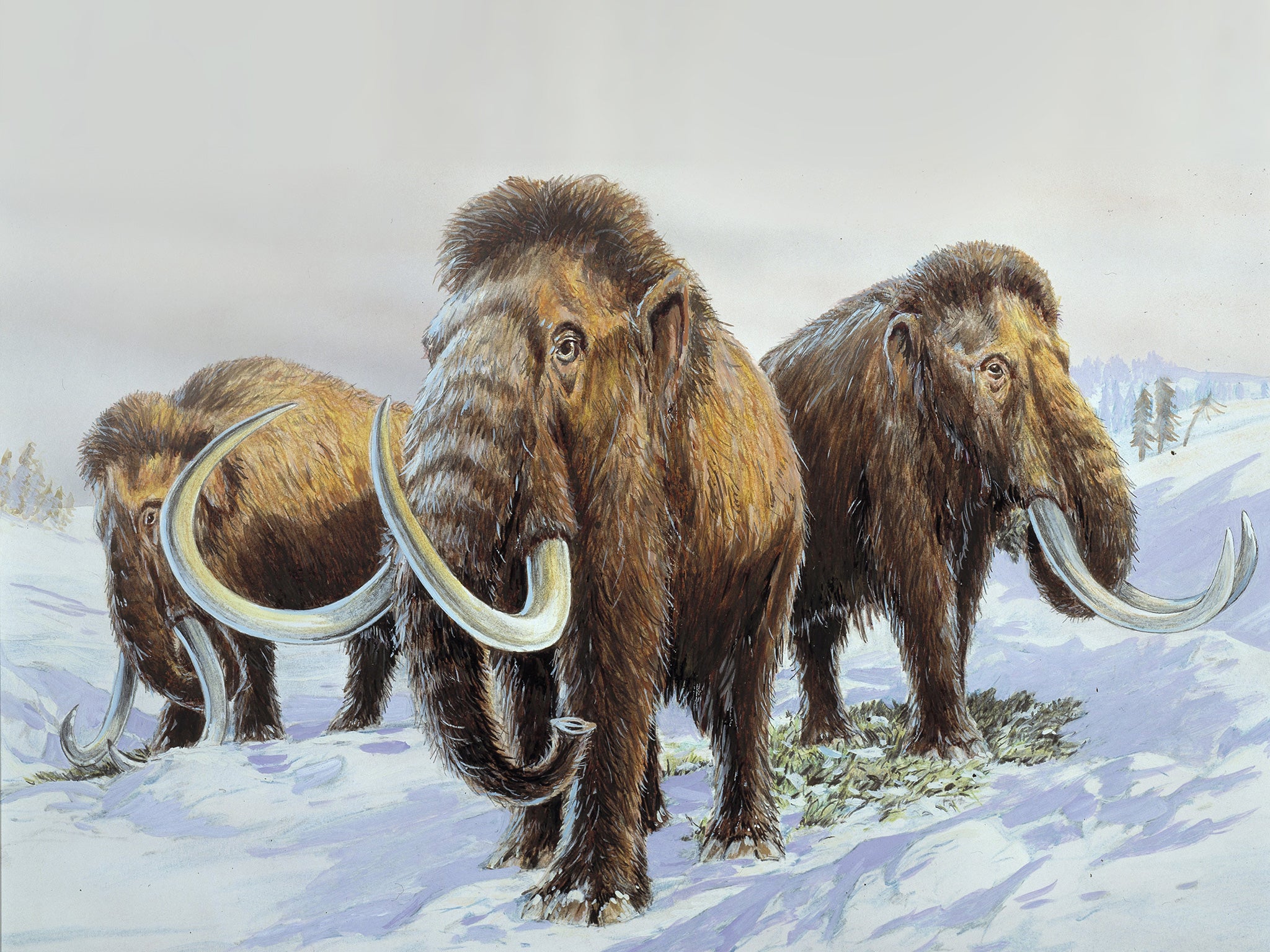 The wool lived Mammoth during the last ice age, and feeds on the tundra plants