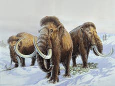 Why mammoths, sabre-tooth tigers and other 'megafauna' went extinct