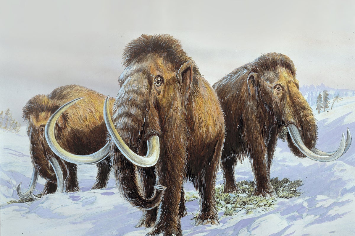 Mammoths, sabre-tooth tigers and other megafauna went extinct because ...