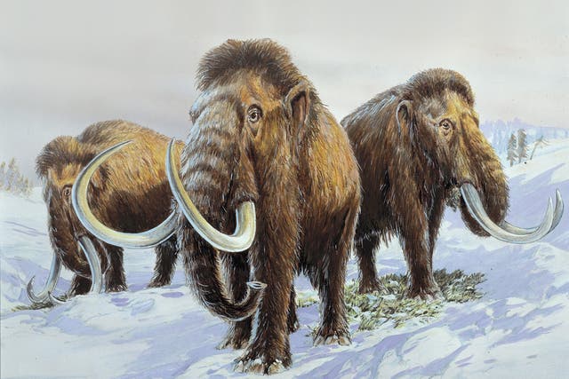 Wooly Mammoth's lived during the last Ice Age, feeding on tundra vegetation