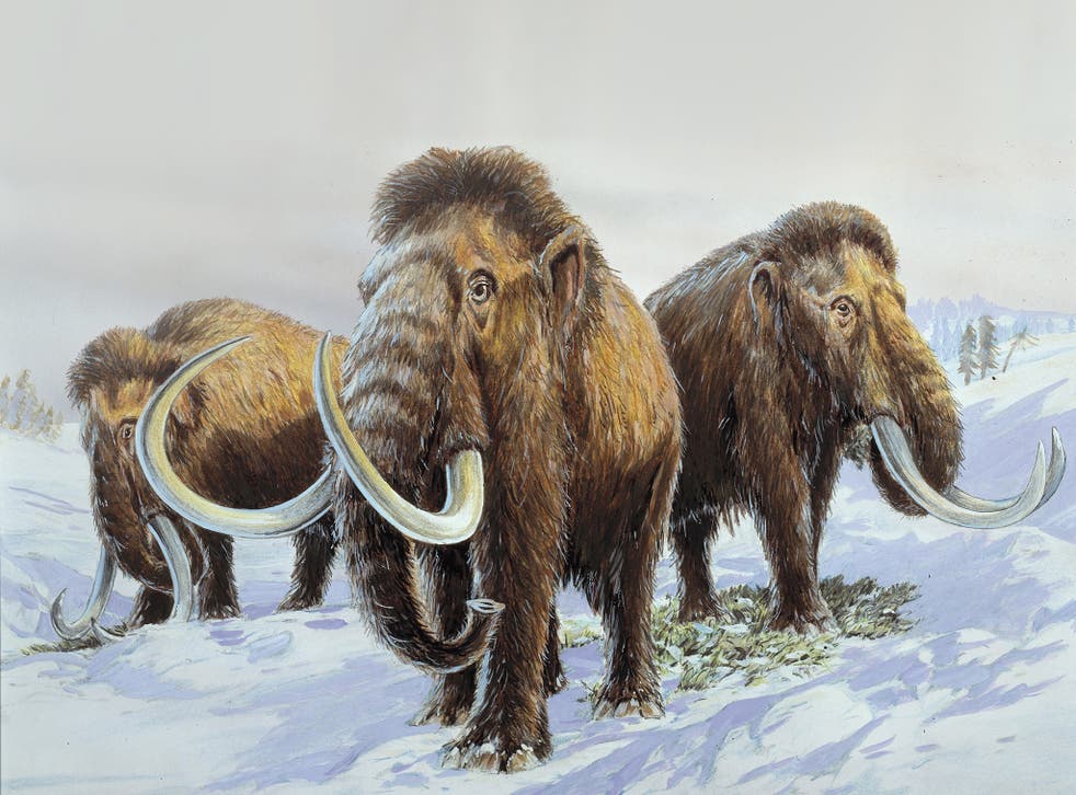 Wooly Mammoth's lived during the last Ice Age, feeding on tundra vegetation