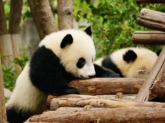 Baby pandas playing at the China Conservation and Research Center for the Giant Panda