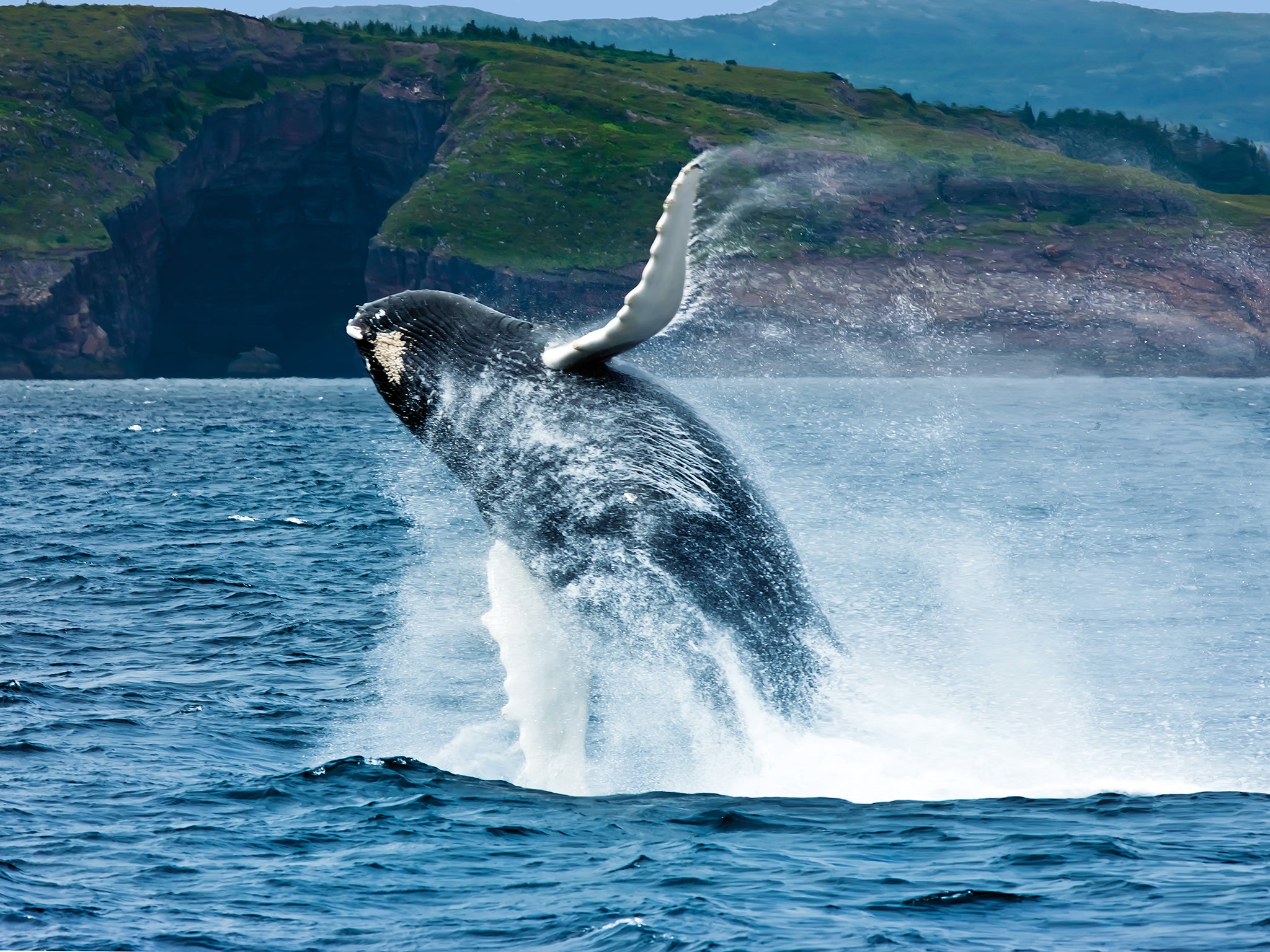 On clear days visitors watch for breaching whales (Barrett &amp; MacKay)