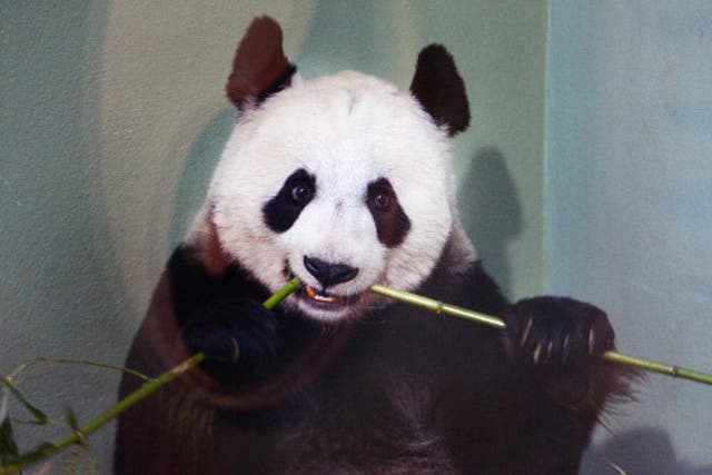 Tian Tian will not be giving birth in the next month