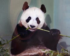 Giant pandas at Edinburgh Zoo 'could be cloned' to save species