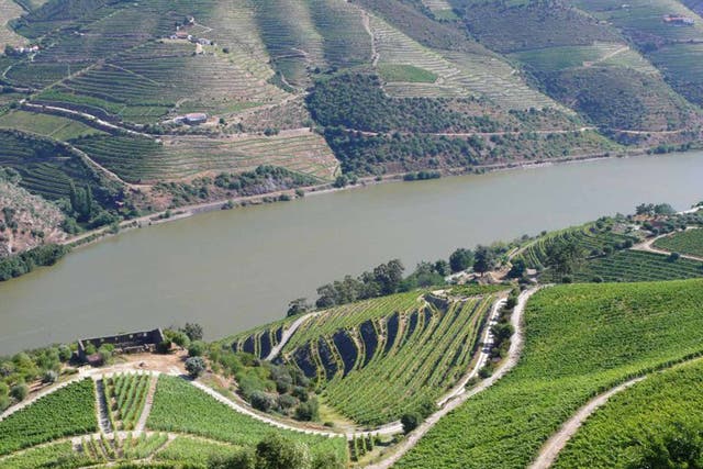 Portuguese vineyard