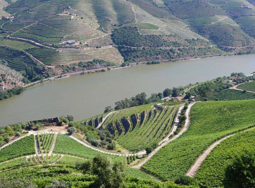 Portuguese vineyard