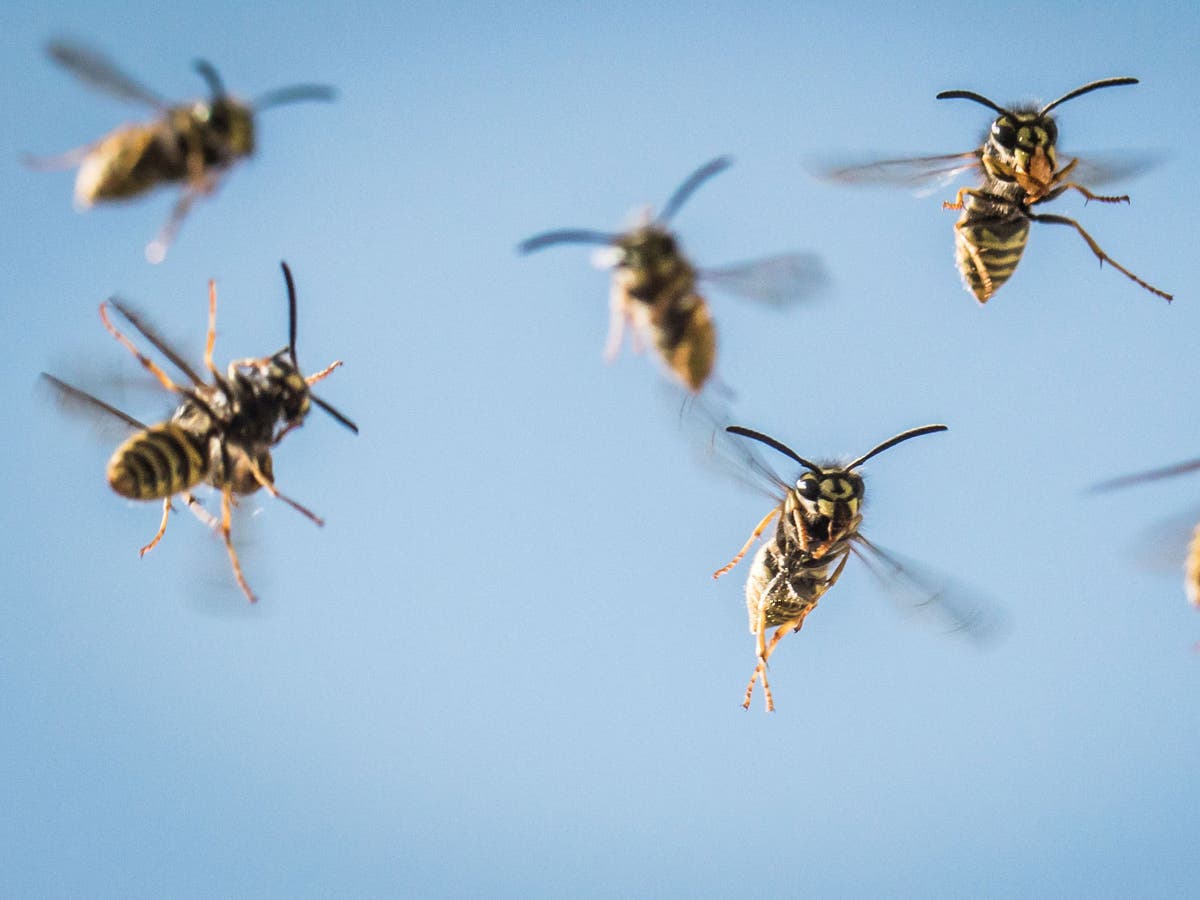 Nature Studies: Fewer wasps to swat is a sign of an ecosystem in serious trouble | The Independent The Independent