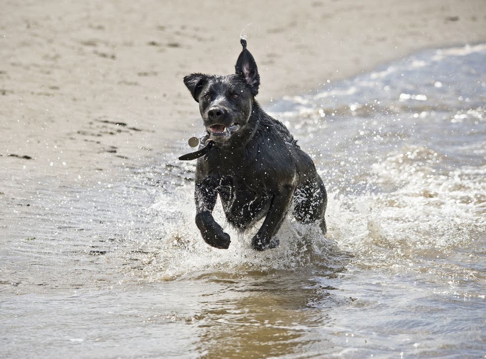 Labrador retrievers may need a bit more exercise to control their runaway appetite
