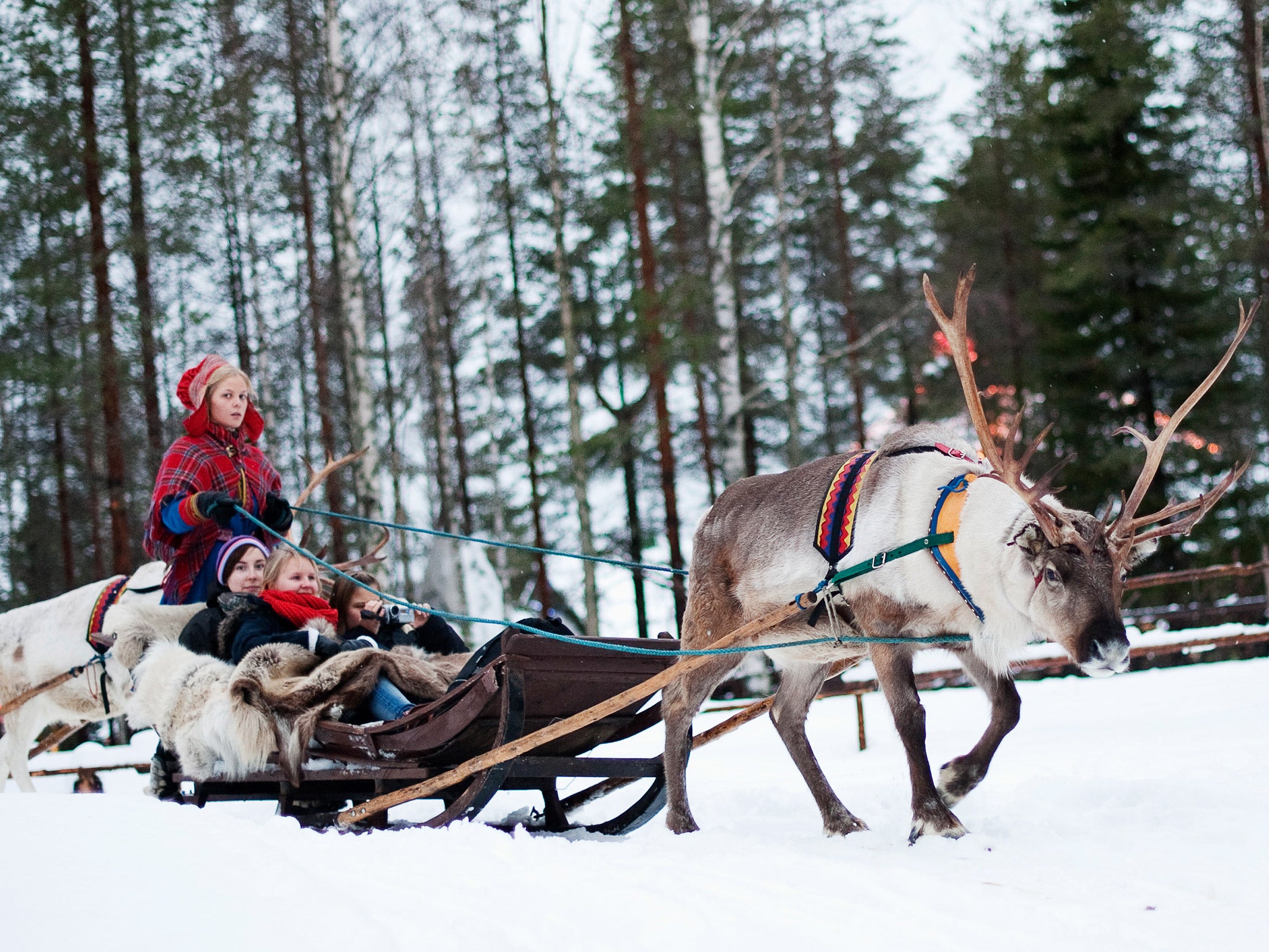 Tourists take a reindeer-driven sleigh ride in Lapland