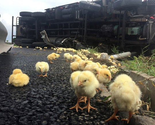 The chicks got loose after the truck tipped over on the highway